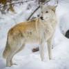 Alpenzoo Großer Bär