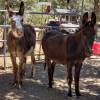 Tierheim "Grateful Heart Animal Sanctuary