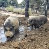 Tierheim "Grateful Heart Animal Sanctuary