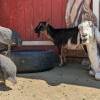 Baldwin Lake Stables & Streichelzoo