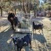 Tierheim "Grateful Heart Animal Sanctuary
