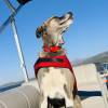 Fisch Big Bear Charter Service