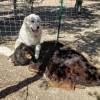 Tierheim "Grateful Heart Animal Sanctuary