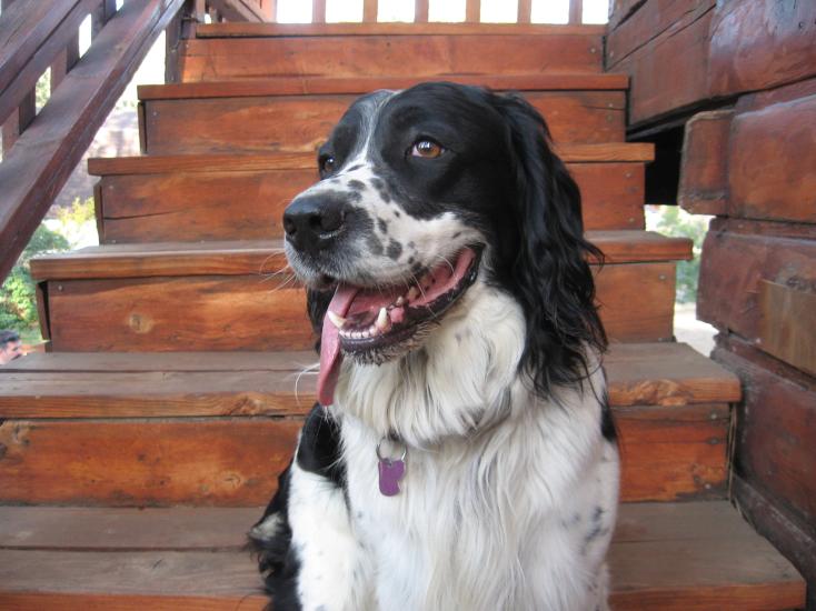 Ein schwarz-weißer Hund hechelt auf der Treppe einer haustierfreundlichen Hütte in Big Bear Lake.