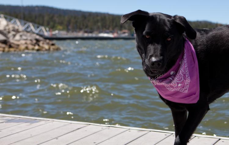 Ein schwarzer Labrador schaut in die Kamera, während er auf einem Steg am Big Bear Lake steht. Er trägt ein lila Halstuch.
