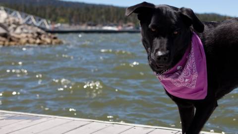 Ein schwarzer Labrador schaut in die Kamera, während er auf einem Steg am Big Bear Lake steht. Er trägt ein lila Halstuch.