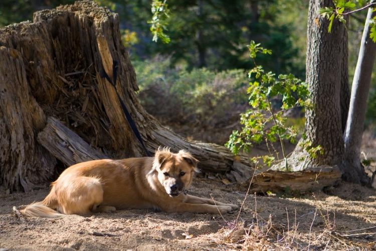 Ein Hund ruht sich bei einer Wanderung im Big Bear Lake neben einem Baumstumpf aus.