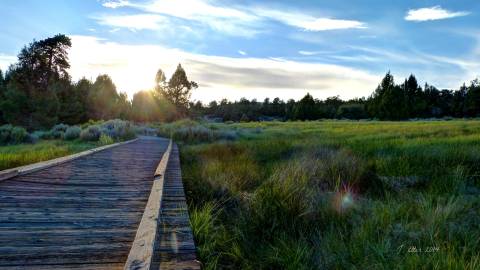 A photo of a wooden board walk path, the lush green grass and trees gently illuminated by the setting sun.