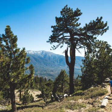 Drei Wanderer kommen bei einer Wanderung im Big Bear Lake an einer hohen Kiefer vorbei. Es ist ein klarer, sonniger Tag und der grüne Wald umgibt sie.