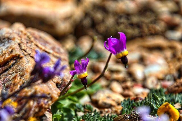lila Wildblumen blühen im Frühling auf den Pebble Plains in Big Bear