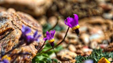 lila Wildblumen blühen im Frühling auf den Pebble Plains in Big Bear