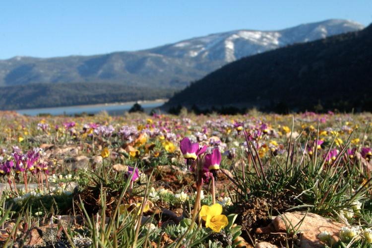 Kieselsteinblüten blühen in Big Bear