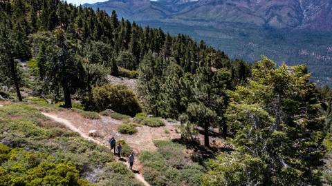 Eine dreiköpfige Familie wandert auf einem Wanderweg in Big Bear Lake, CA, durch ein bewaldetes Tal. In der Ferne ist ein Berg zu sehen.