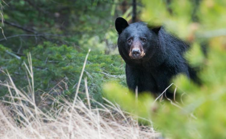 Ein Schwarzbär schaut in die Kamera, während er durch den Wald in Big Bear Lake, Kalifornien, streift.