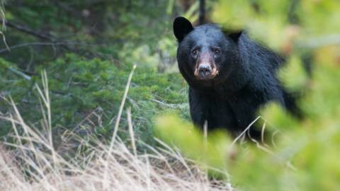 Ein Schwarzbär schaut in die Kamera, während er durch den Wald in Big Bear Lake, Kalifornien, streift.