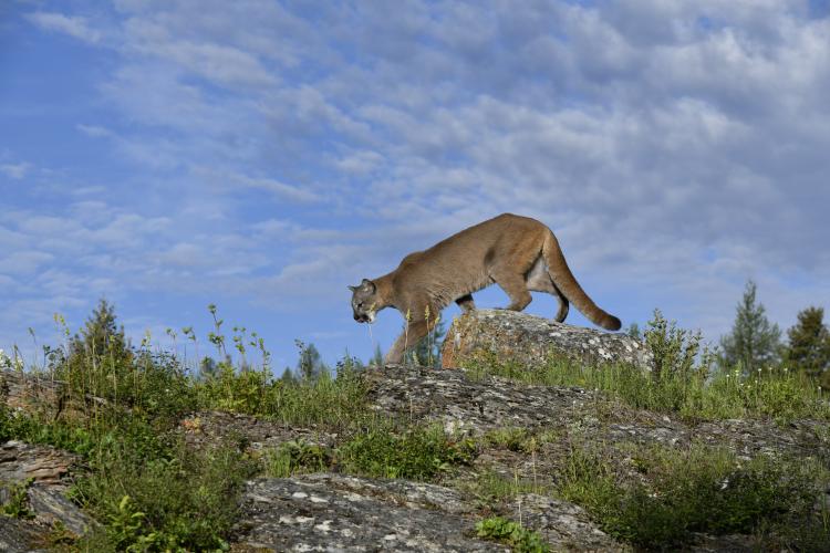 Ein Berglöwe streift durch die Berglandschaft.