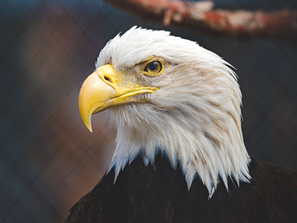 Eine Nahaufnahme des Kopfes eines Weißkopfseeadlers, der im Big Bear Alpine Zoo lebt. Der Vogel ist schwarz-weiß und hat einen gelben Schnabel