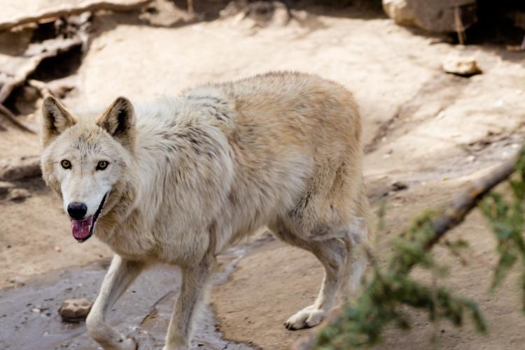Ein weißer Wolf blickt aus seinem Gehege im Big Bear Alpine Zoo in die Kamera.