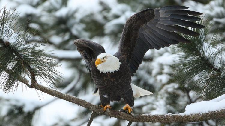 Ein Weißkopfseeadler breitet seine Schwingen aus, um von einem verschneiten Ast in einem grünen Kiefernwald zu fliegen. Der Schnee ist auf allen Ästen sichtbar.