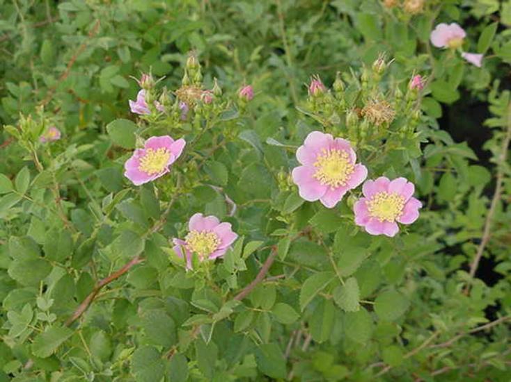 Ein lebendiger, grüner Busch aus kalifornischen Wildblumen mit rosa, weitblättrigen Rosen.