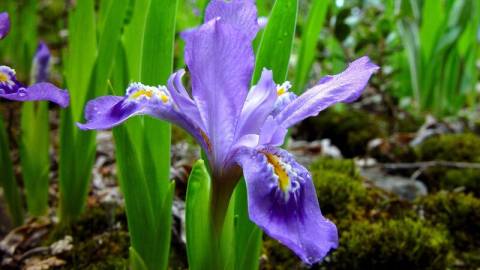 Eine lavendelfarbene kalifornische Iris-Wildblume