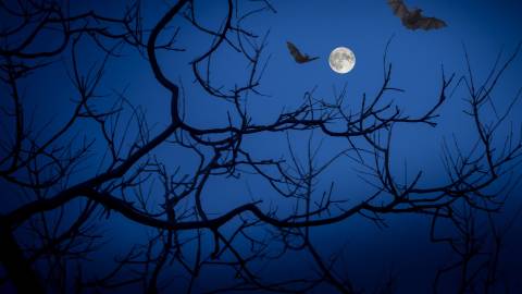 Fledermäuse und kahle Äste zeichnen sich gegen den nächtlichen Himmel ab, während der Vollmond in dieser Halloween-Szene hell leuchtet.