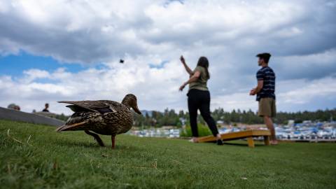 Eine Familie wirft sich während eines Spiels in ihrer Big Bear-Hütte einen Bohnensack zu. Eine Ente läuft an ihrem Spiel vorbei.