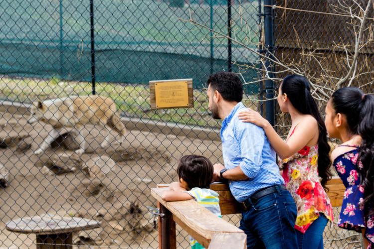 Eine Familie beobachtet einen Wolf in seinem Gehege im Big Bear Alpine Zoo in Big Bear CA.