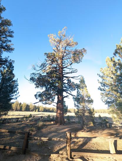 Eine hohe Kiefer - der so genannte Hangman's Tree - ist von einem Holzzaun umgeben. Befindet sich im Holcomb Valley am Big Bear Lake.